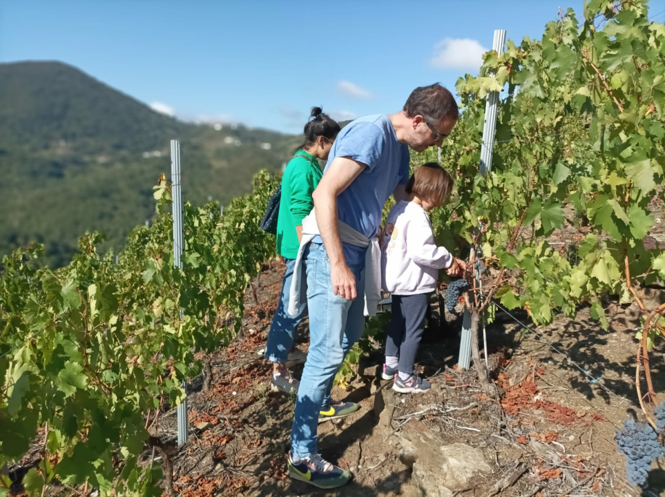 Vinobus_Vendima_24-25_8_